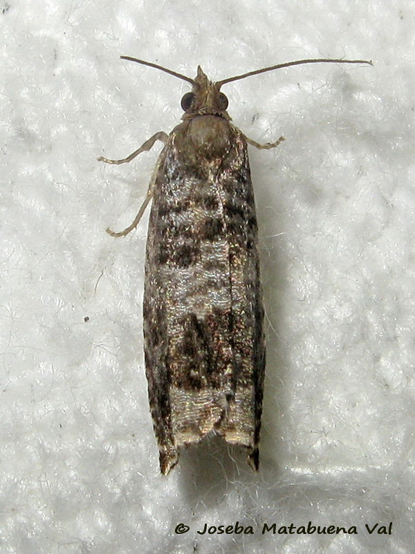 Tortricidae: Ancylis achatana
